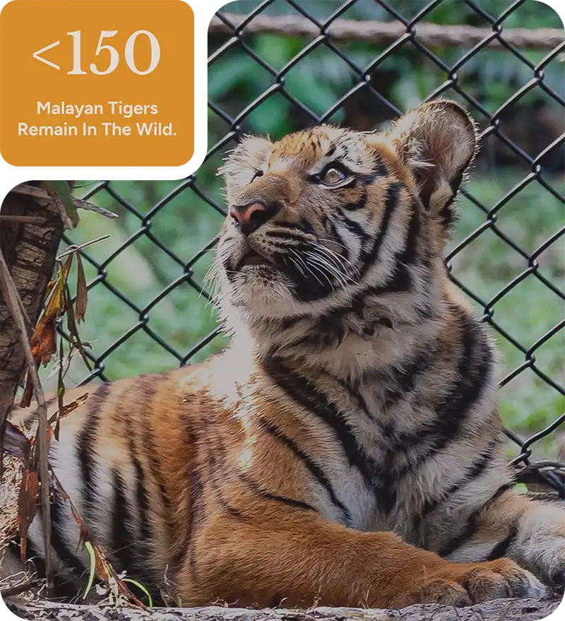 Malayan tiger conservation Malaysia