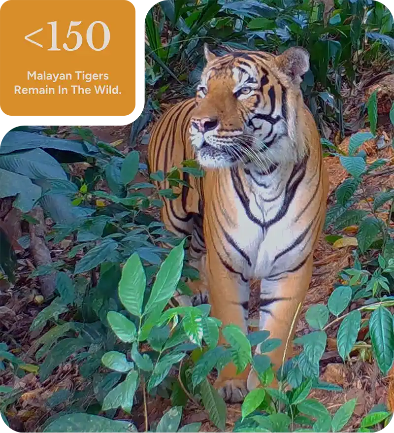 Malayan tiger conservation Malaysia