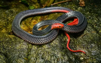 Meet the Red-Headed Krait
